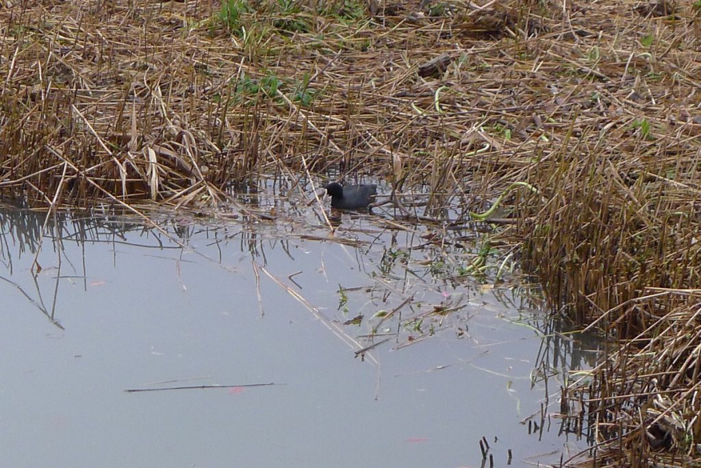 佐鳴湖のカモ-2