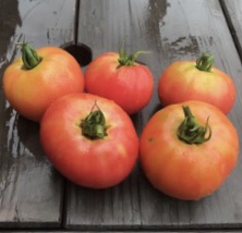 トマトの栽培 屋根立て