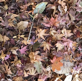 鳳来寺山の紅葉