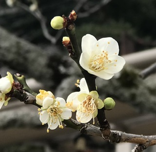 今年も梅が咲きました。