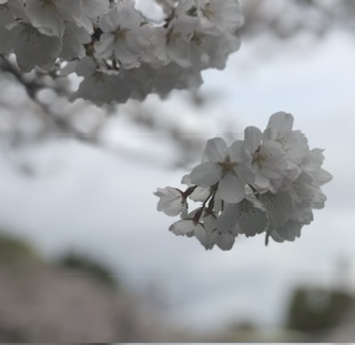 花川運動公園の桜