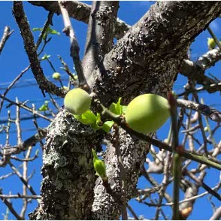 我が家の庭の春